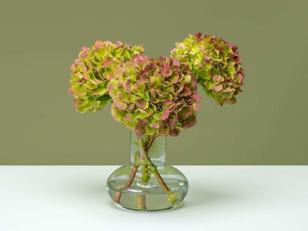 FPC Snijhortensia bloem plant FPC Snijhortensia bloem plant