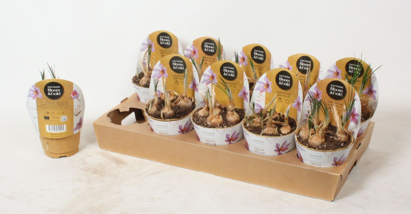 Concept Ammerlaan Sosef BV Crocus Stativus Saffron Bloom Gold