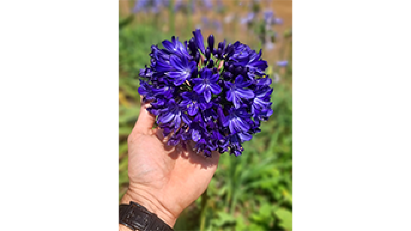 Agapanthus Everpanthus Black Jack