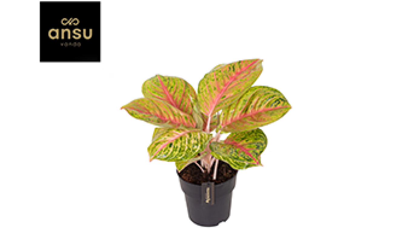 Aglaonema Grand Blossom