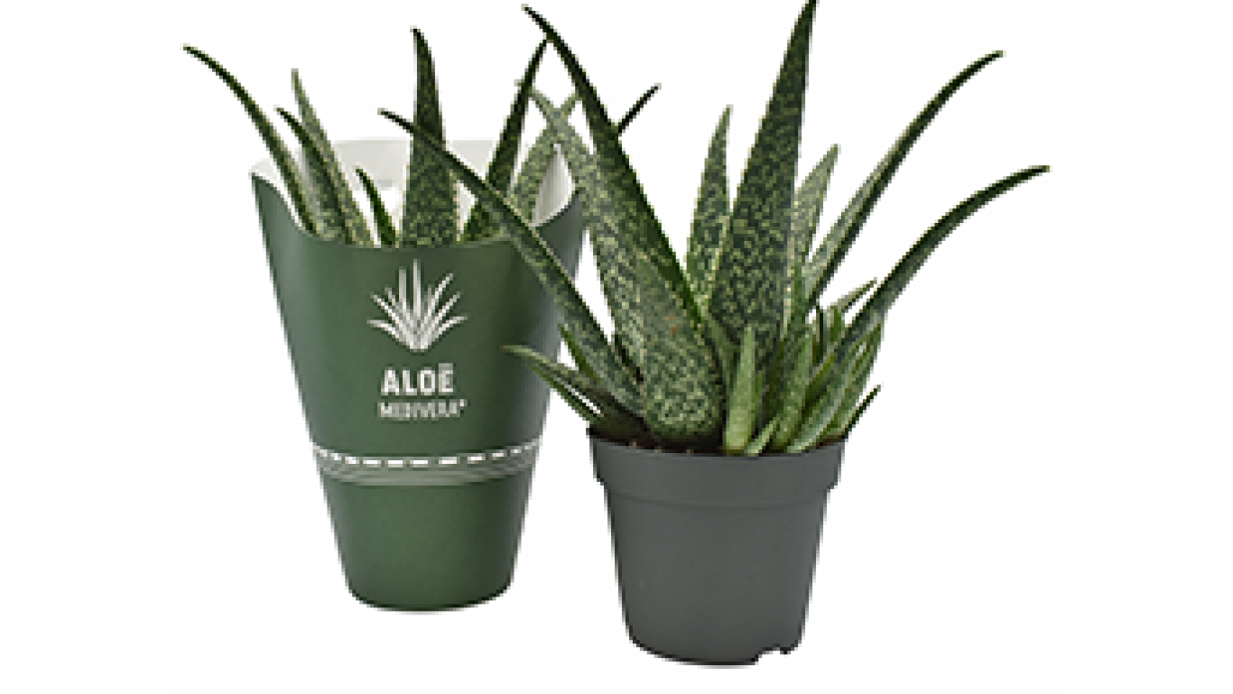 Aloe Vera Tropical