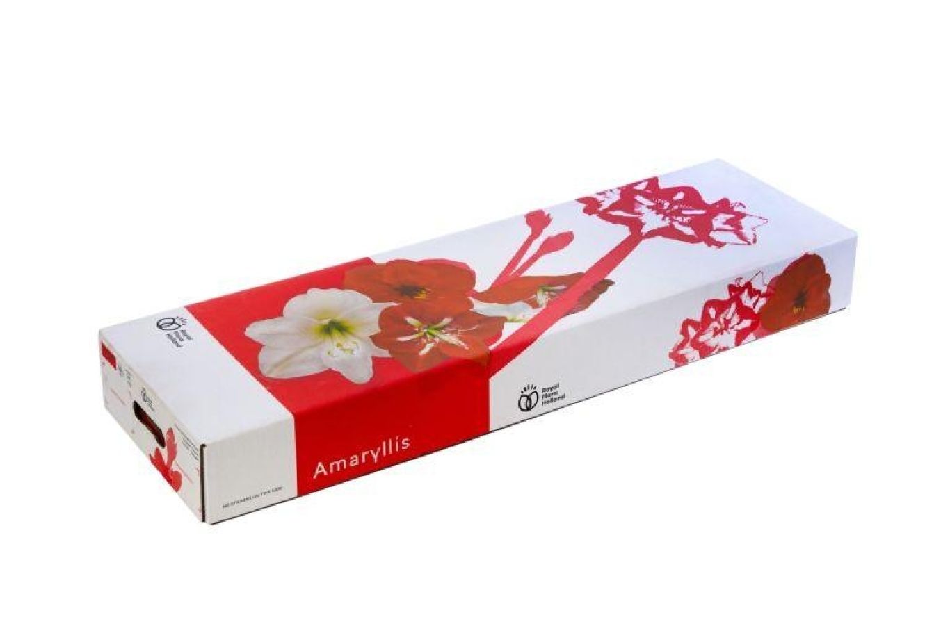 Amaryllis Fc510