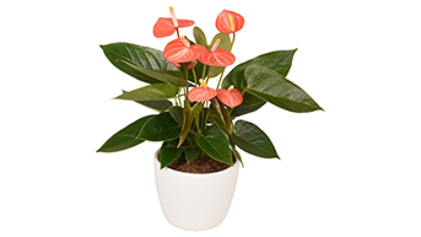 Anthurium Livium Orange horizontaal