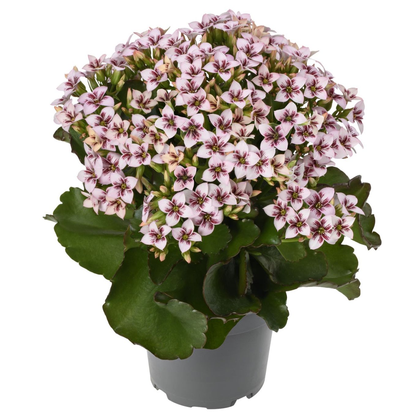 Bloeiende kamerplant AS Knud Jespen Queen Kalanchoe Else Flowers Emilie