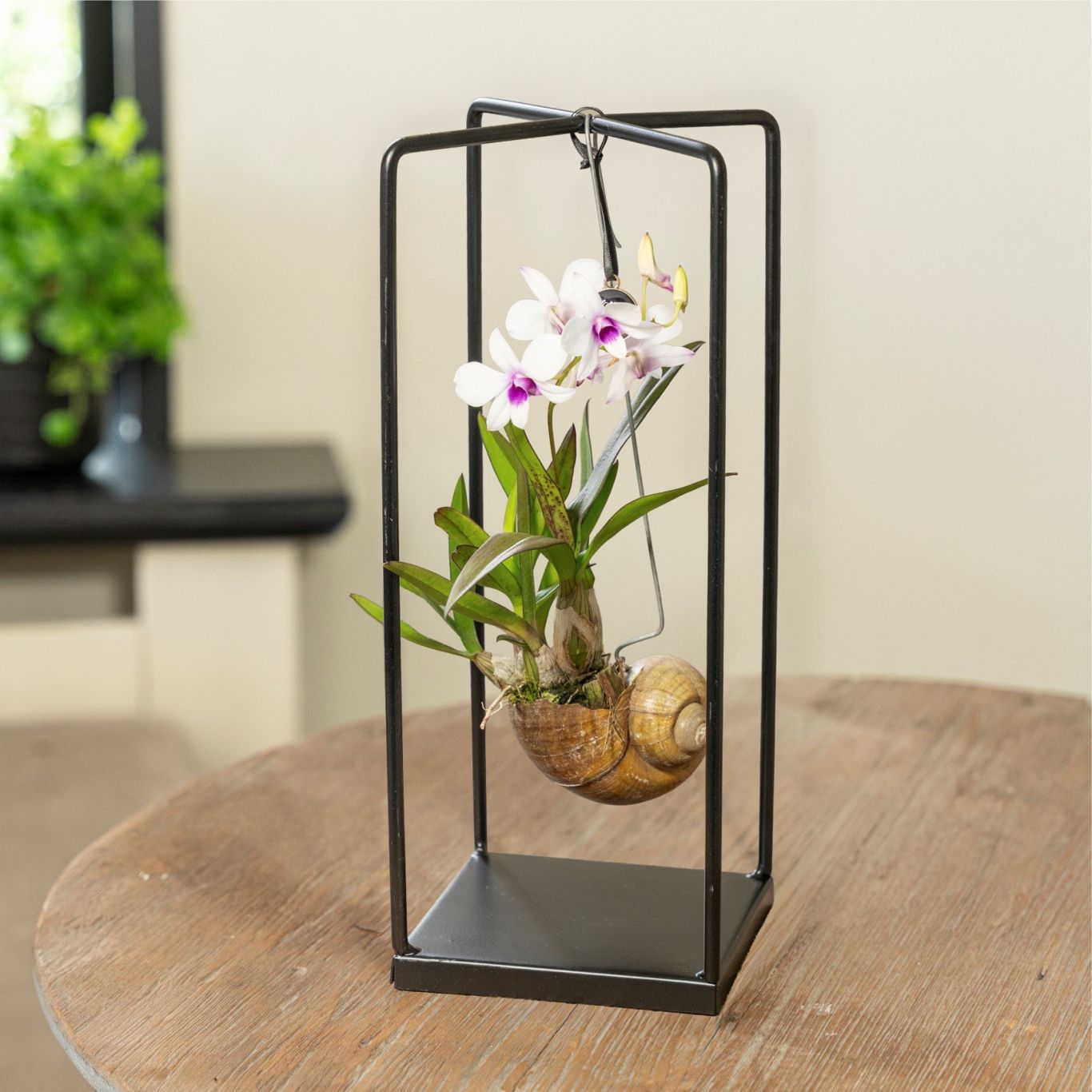 Bloeiende kamerplant Ansu vof Phaleanopsis Dendrobium Shelly