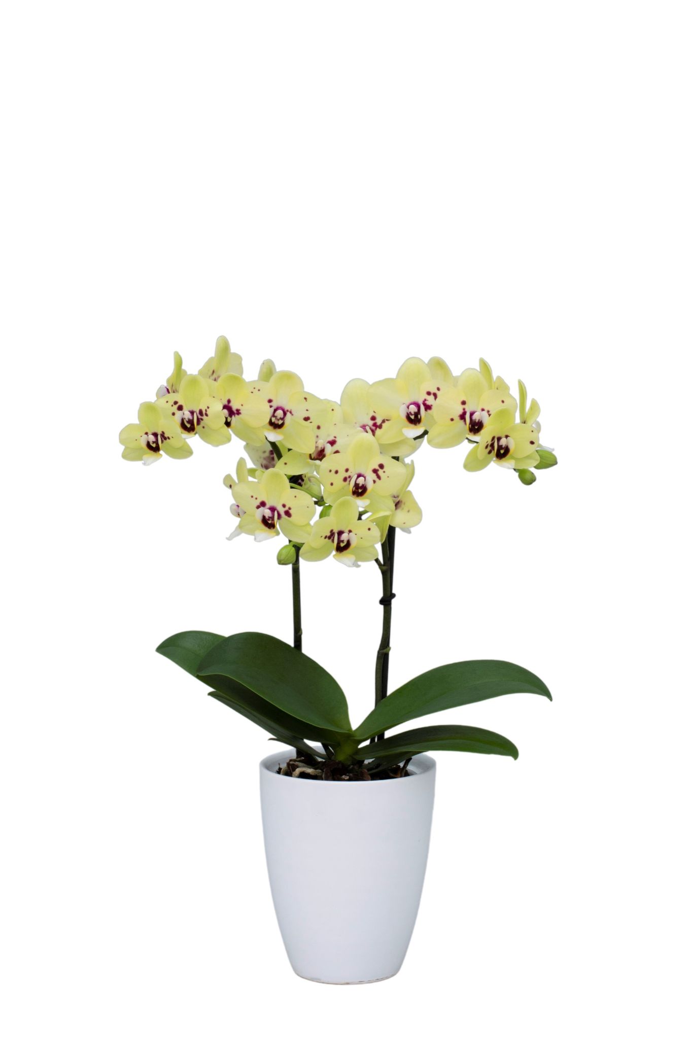 Bloeiende kamerplant Anthura BV Phaleanopsis PHALIDDIK Anthura Mancora
