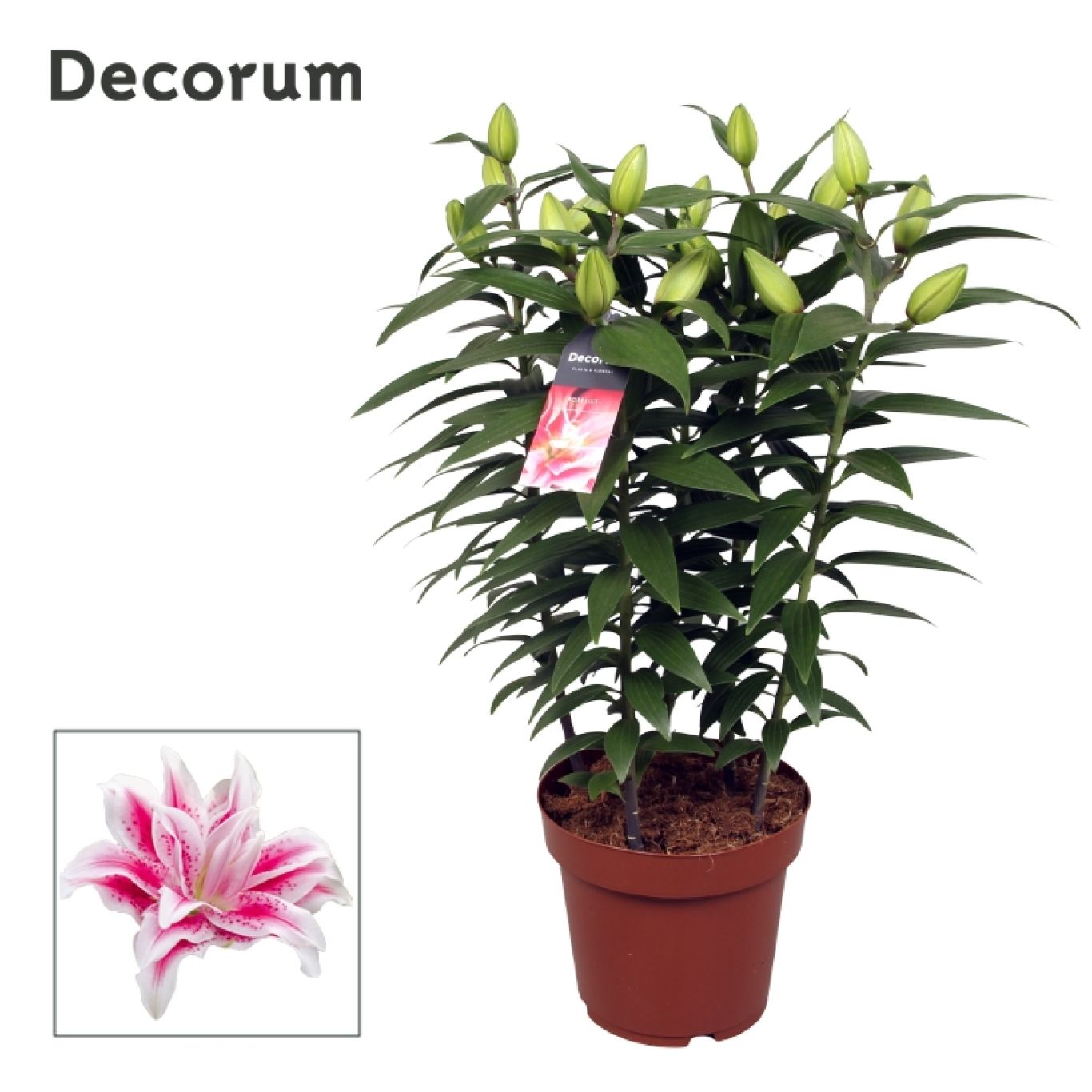 Bloeiende kamerplant Decorum Lilium Roselily Nowa