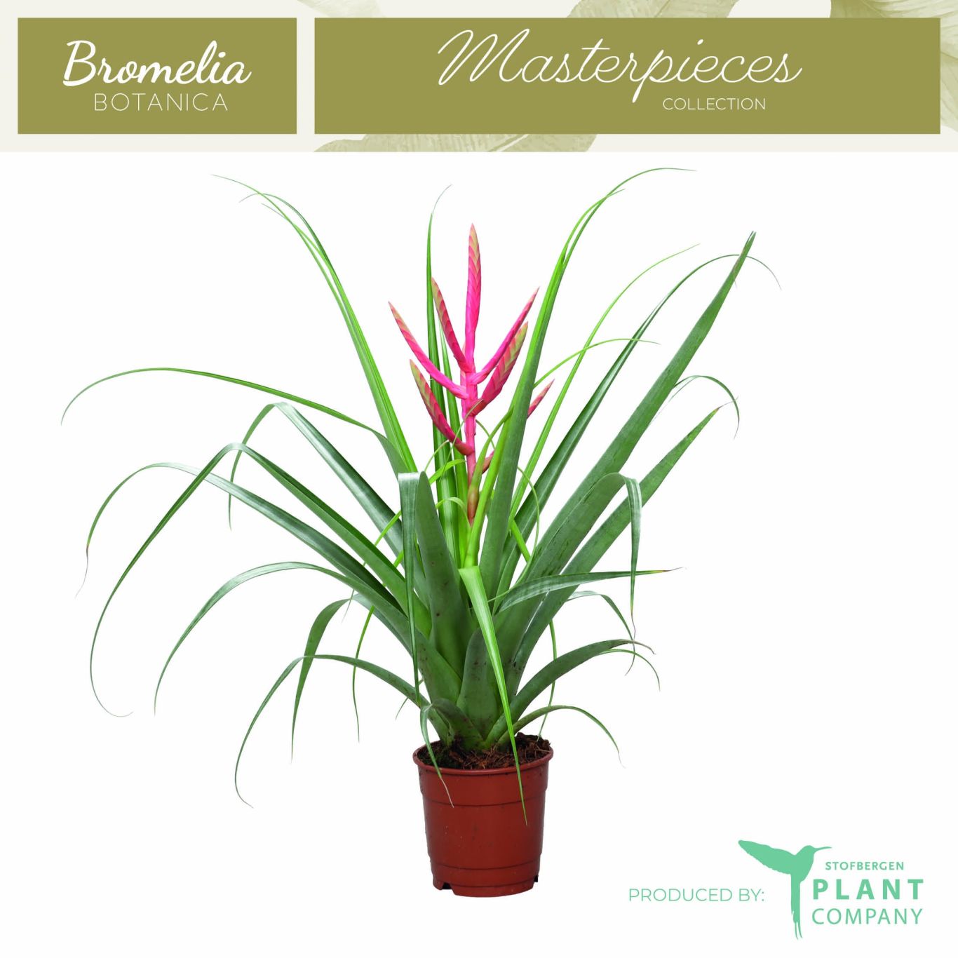 Bloeiende kamerplant Stofbergen Plant Company Tillandsia Preziosa