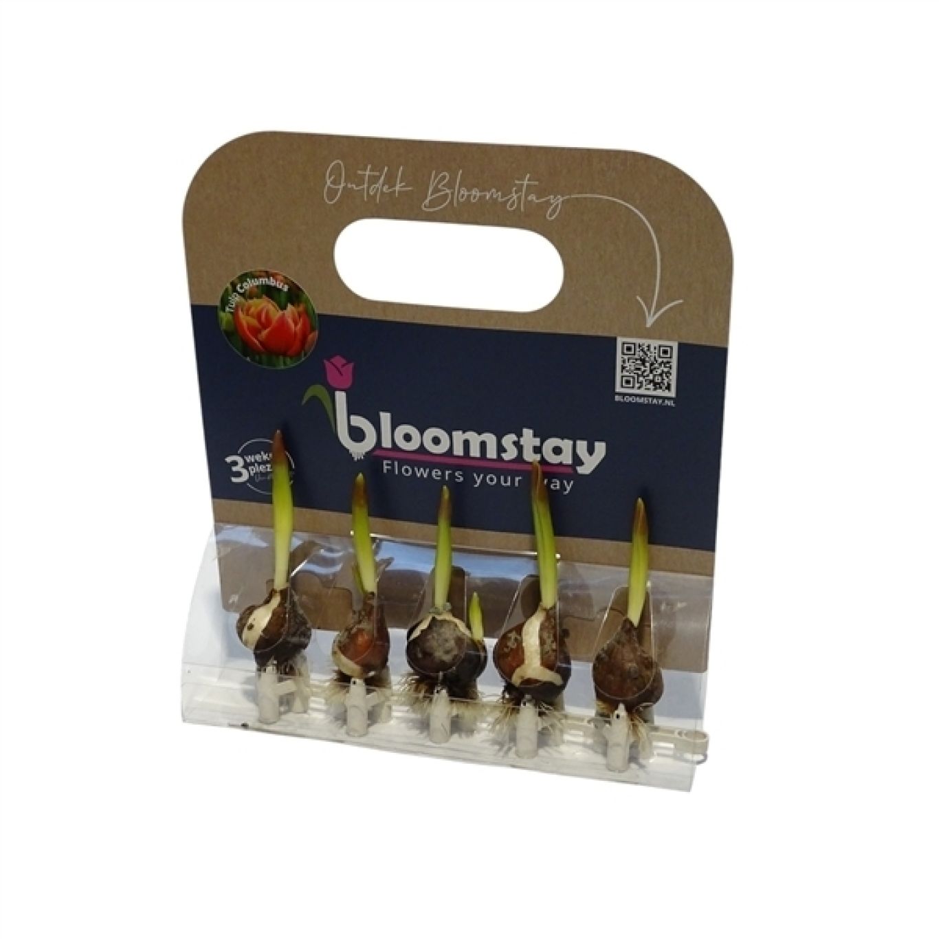 Bloomstay with Tulips