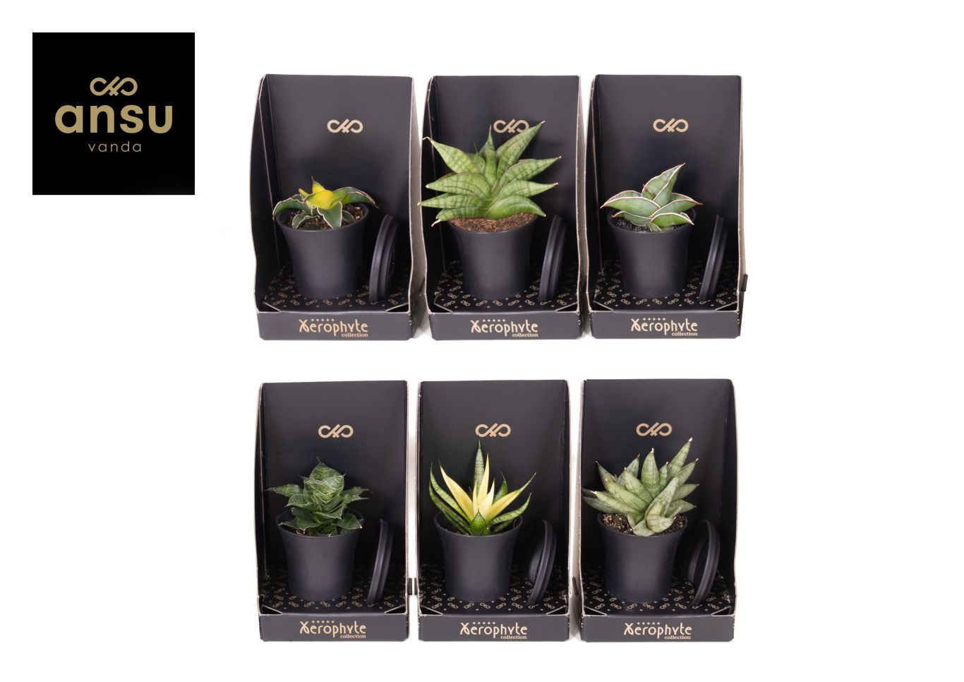 Concept Ansu vof Concepts Xerophyte