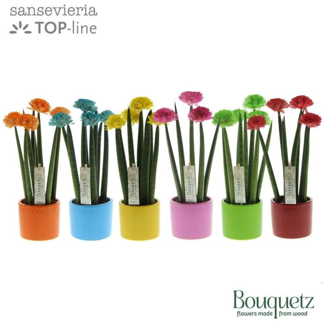 Concept Plant World Arend Tropical Sansevieria TOP line Bouqetz Mix
