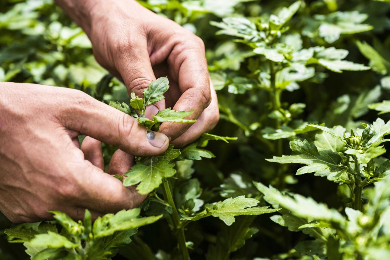 DSC2345 controle bloem