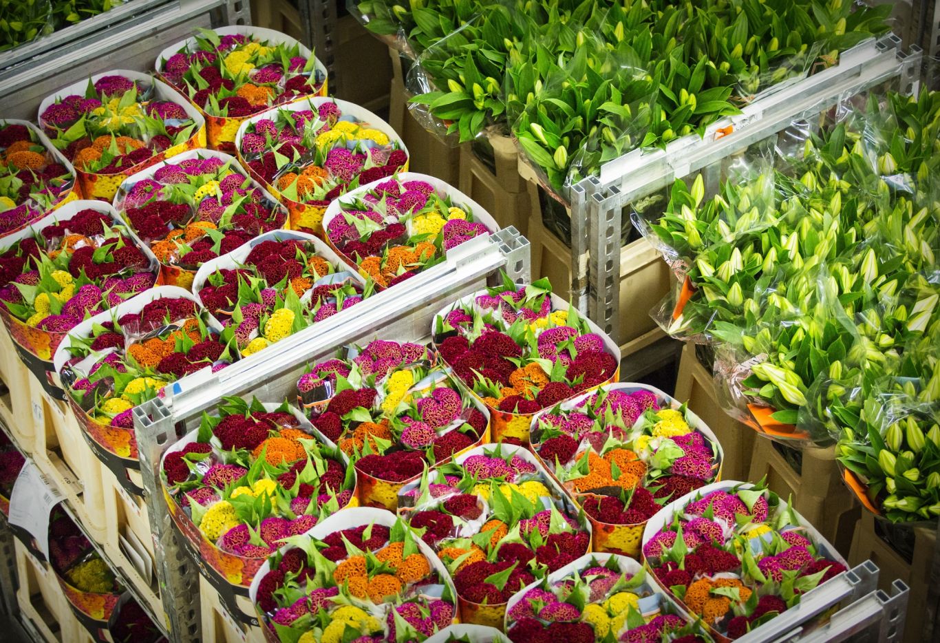 Draagvlaktoets Bloemenburea Holland