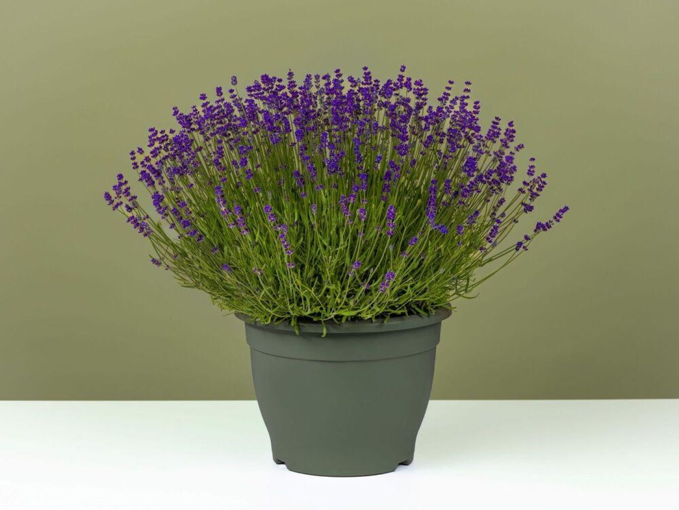 FPC Boomkwekerijproducten lavendel plant