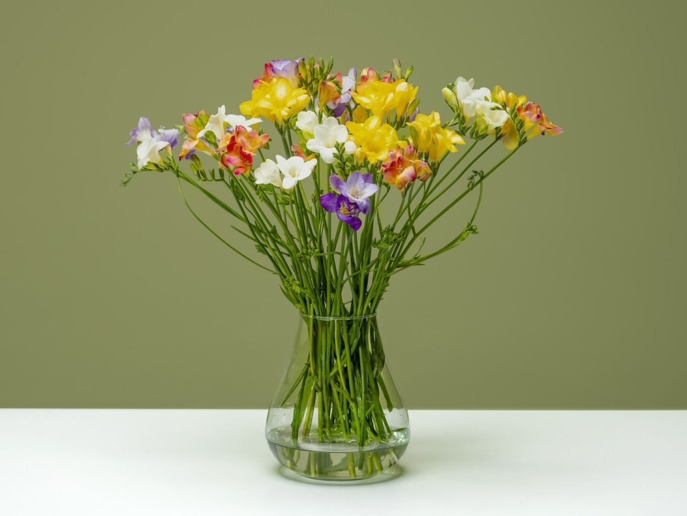 FPC Freesia bloem