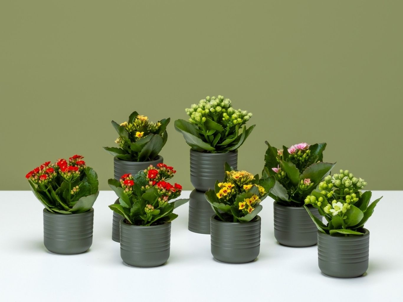 FPC Kalanchoë plant