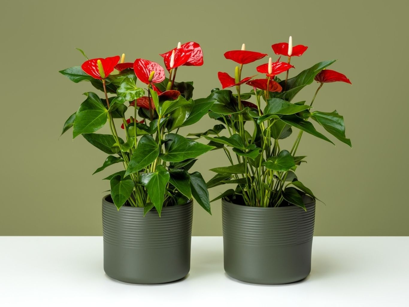 FPC Potanthurium bloem plant