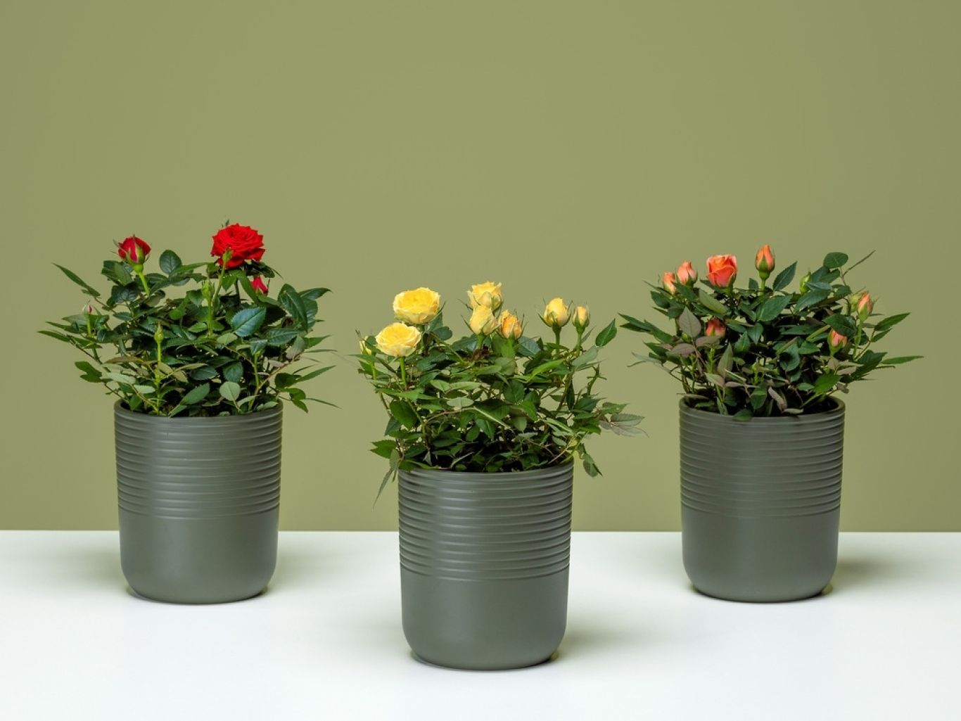 FPC Potroos plant bloem