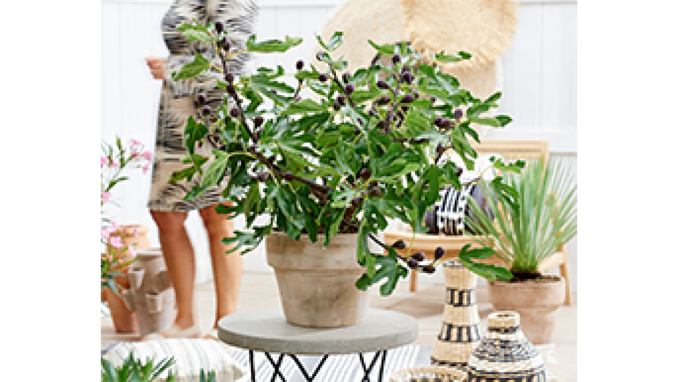 Ficus carica Little Miss Figgy