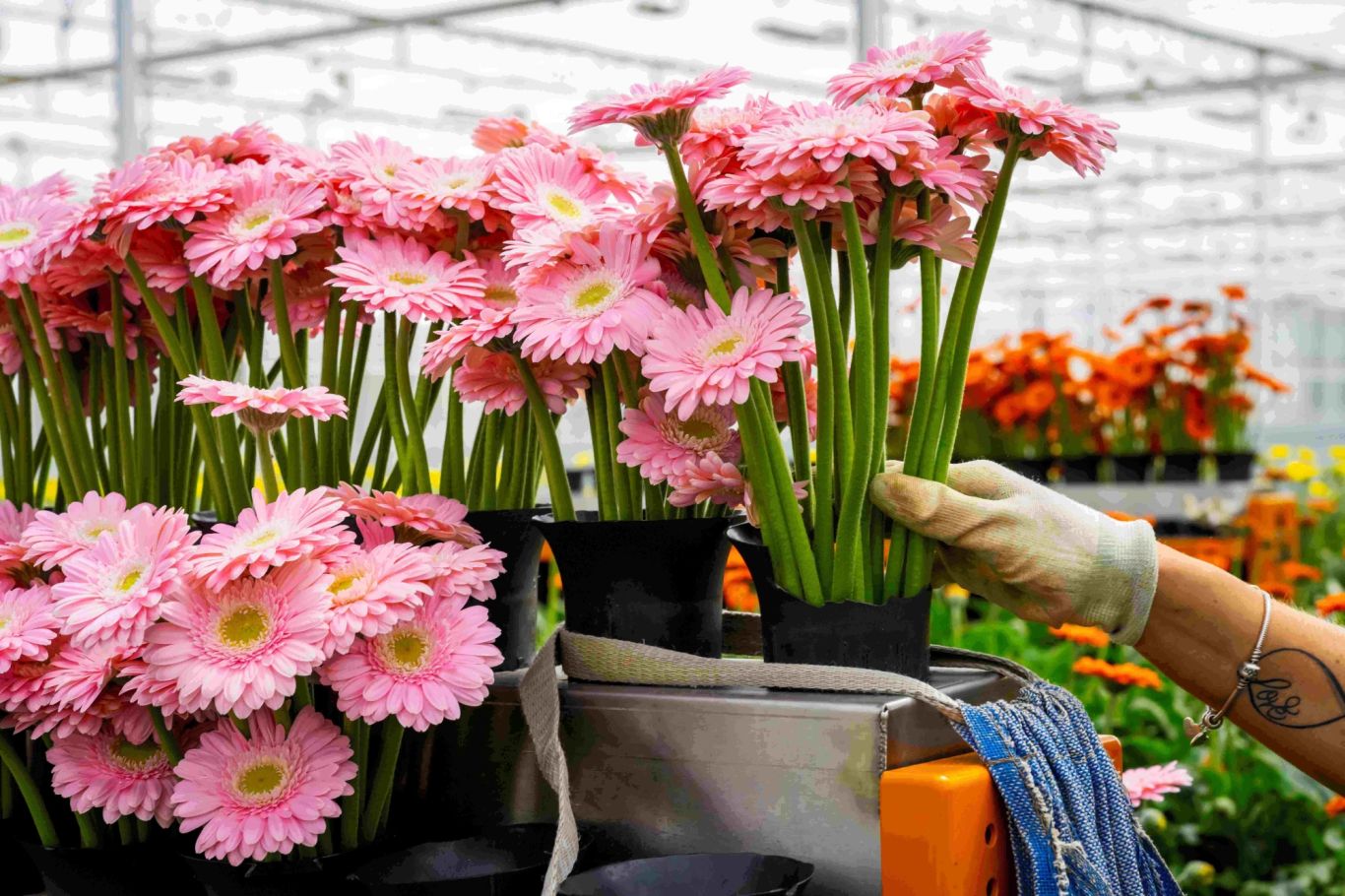 Gerbera