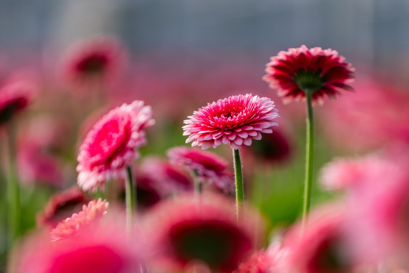 Gerbera United bloemenfoto