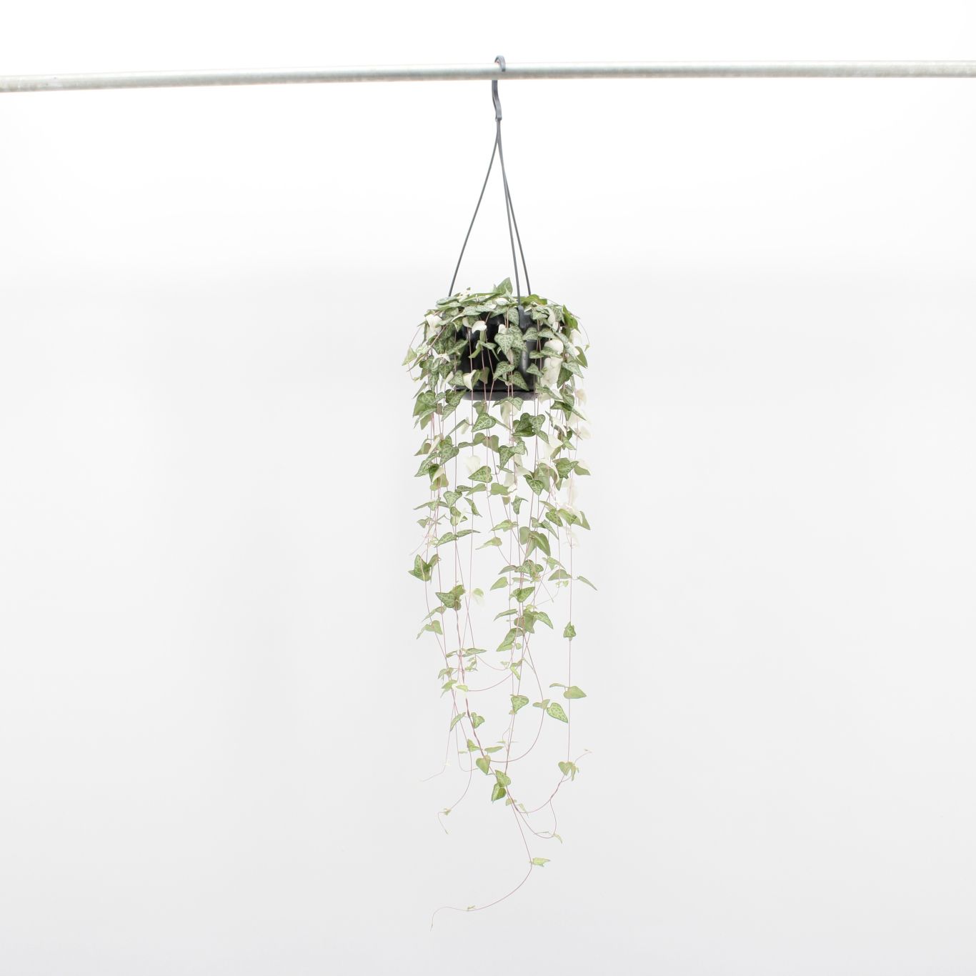 Groene kamerplant A P Scheffers Ceropegia Linearis Luuk