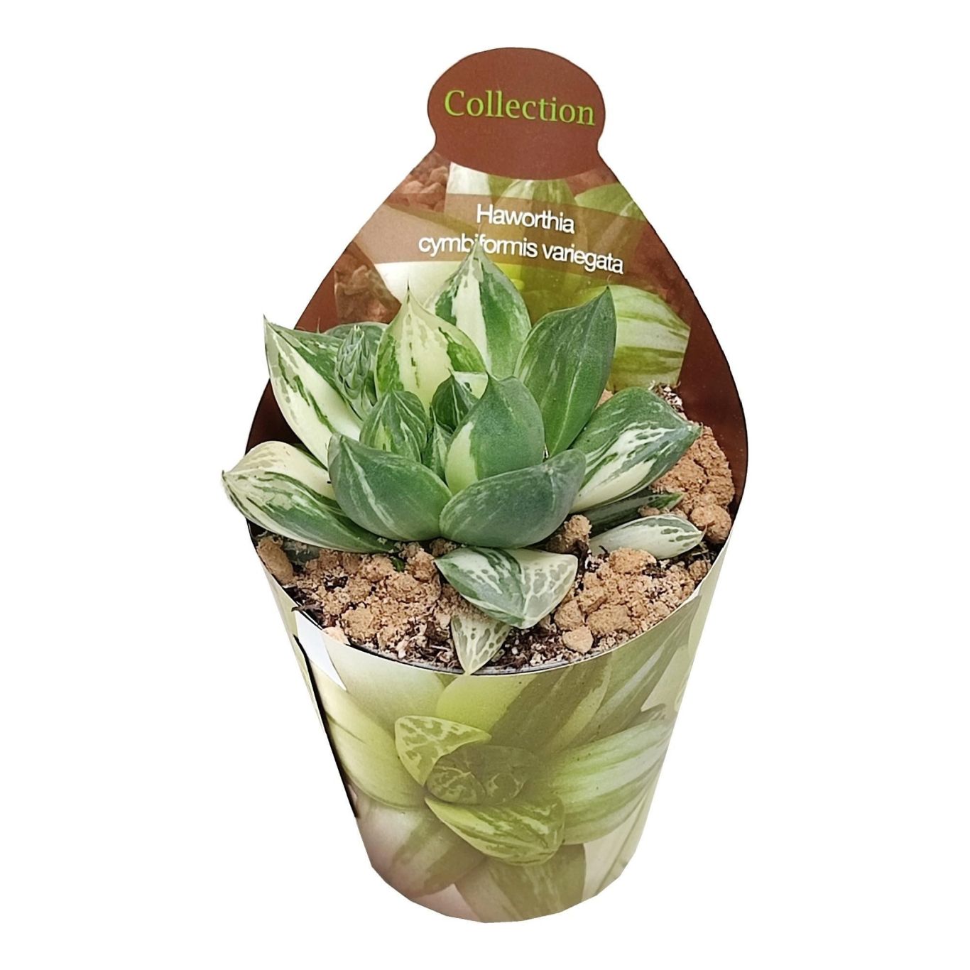 Groene kamerplant Decorum Haworthia Cymbiformis variegata white tiger