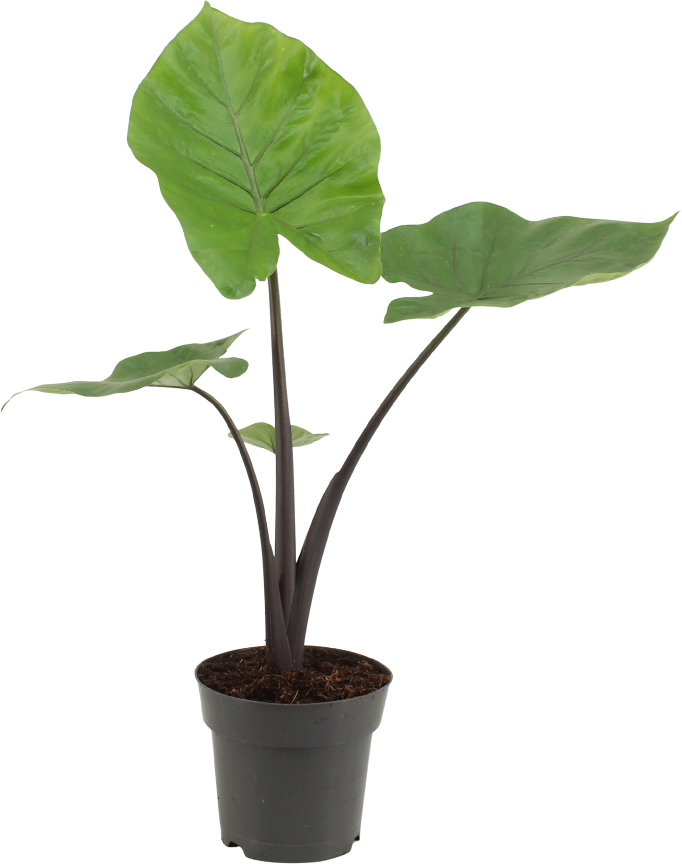 Groene kamerplant Esperit Plants Alocasia Black Cobra