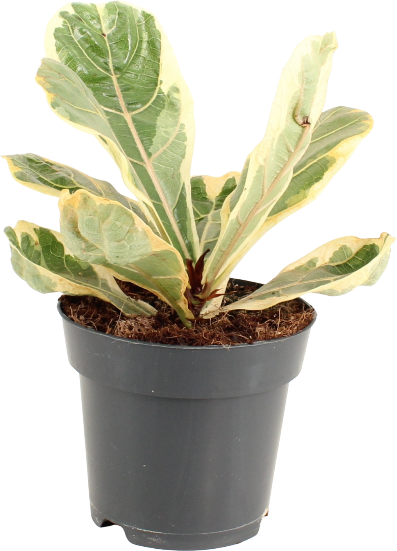 Groene kamerplant Esperit Plants Ficus Lyrata Yvora