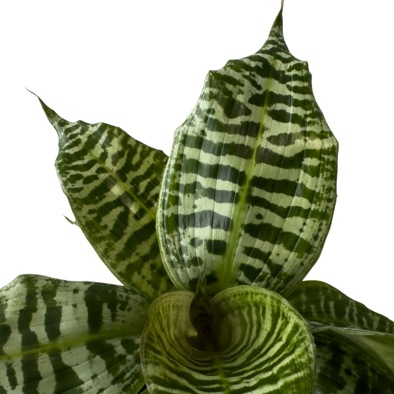 Groene kamerplant Valstar Shadowplant BV Dracaena Goldieana