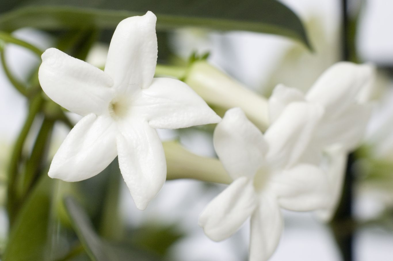 Hooge ndoorn Stephanotis 09 11 2007 04