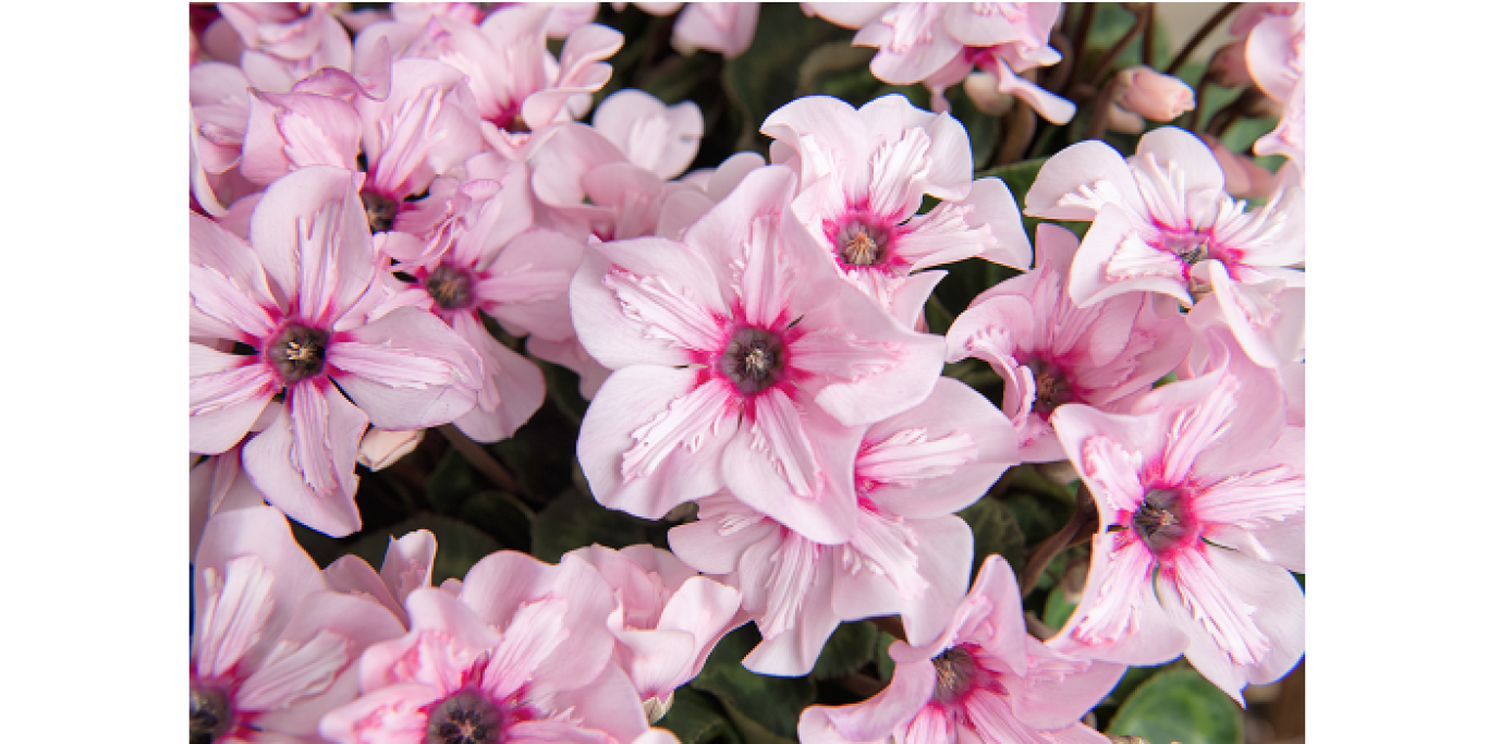 KPB13a Cyclamen persicum Illusia klein