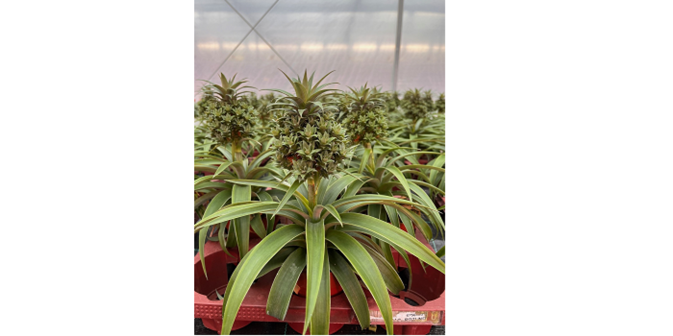KPB5 Ananas Babyboom Mi Amigo klein