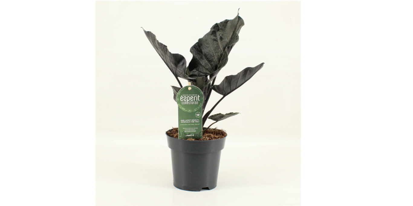 KPG13 Alocasia Antoro Velvet klein