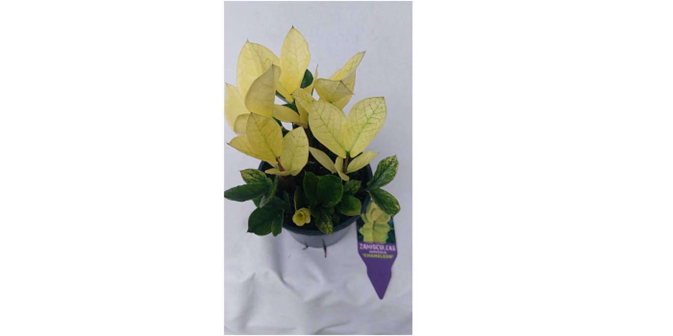 KPG15b Zamioculcas Chameleon klein