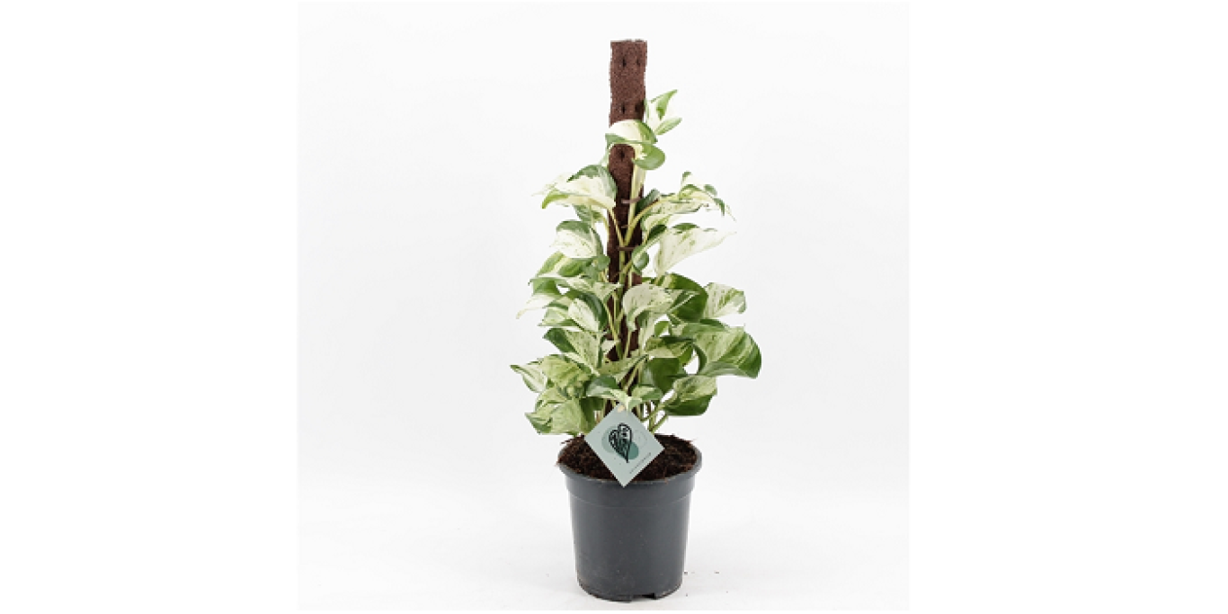 KPG24 Epipremnum Manjula mosstok klein