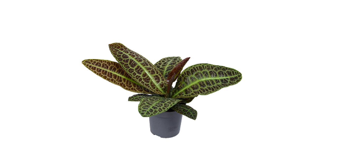 KPG2a Labisia Obtusifolia Kura kura klein