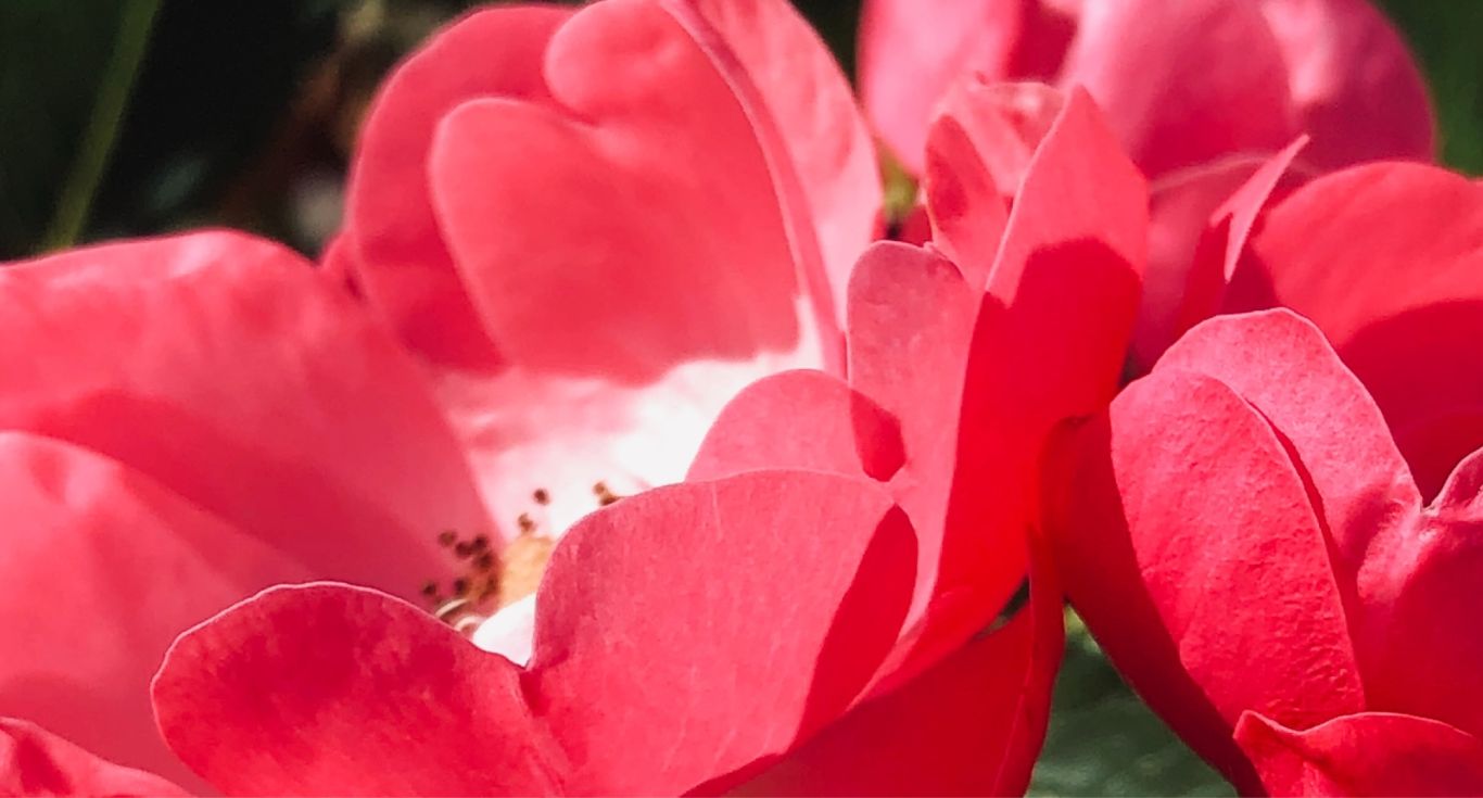 Macrofoto bloemen 21