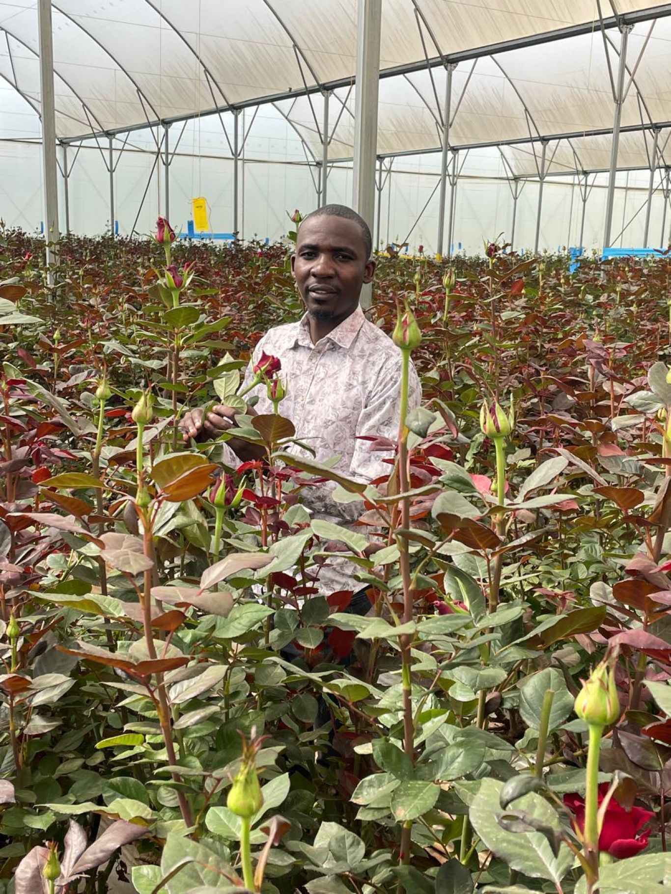 Moses Ndegwa AAA growers