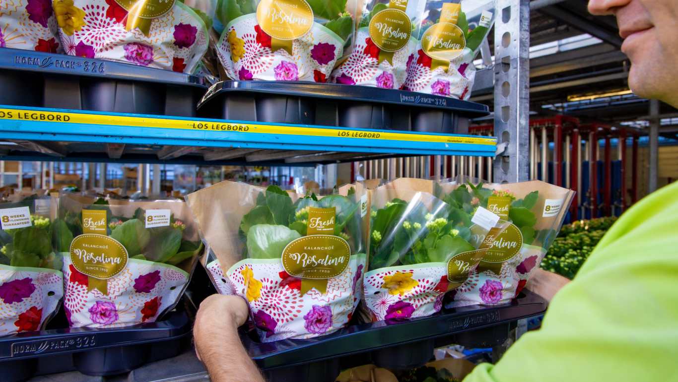 Pagina afbeelding RFH KP Holland Sticker