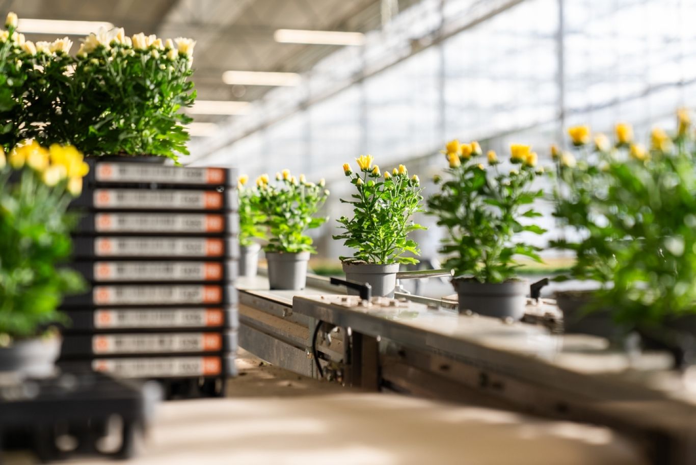 Planten in meermalige plantentray Floratino bij kwekerij SV CO