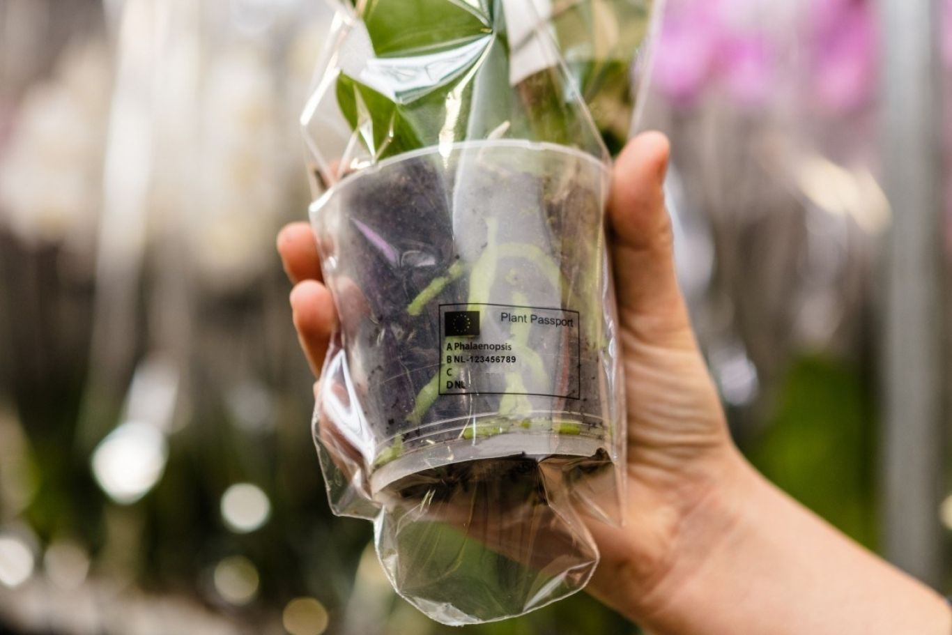 Plantenpaspoort