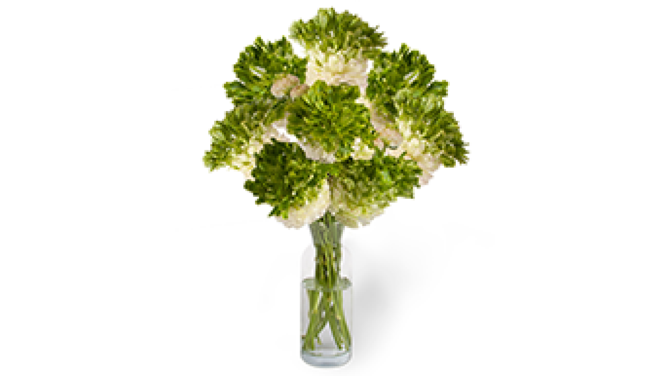 Ranunculus Crown Giverny