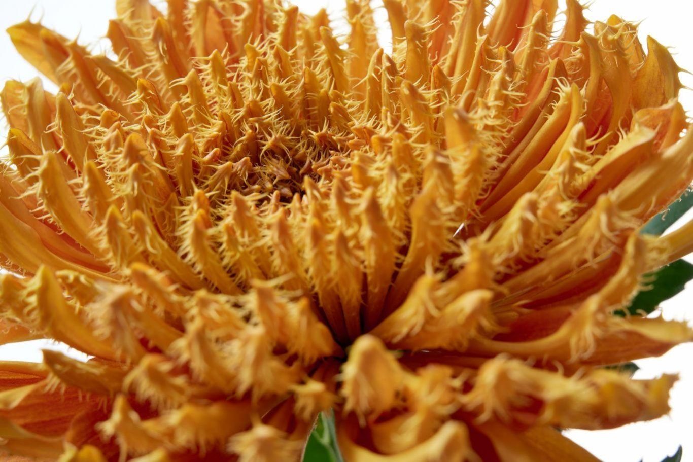 Royal Flora Holland Glazen Tulp RVZ chrysant Cruella dynamisch 3 Preview