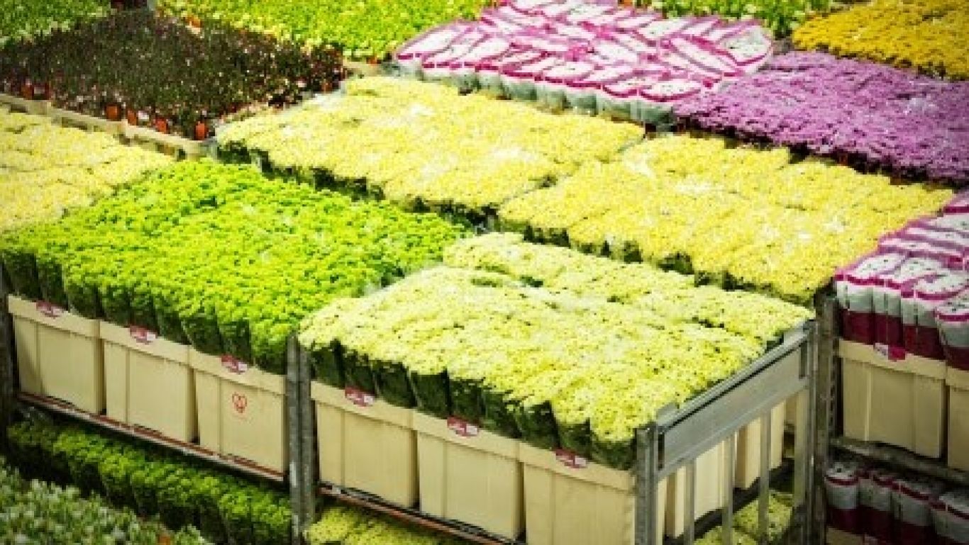 Royal Flora Holland Logistiek Stapelwagens met bloemen Geel 20160510 11