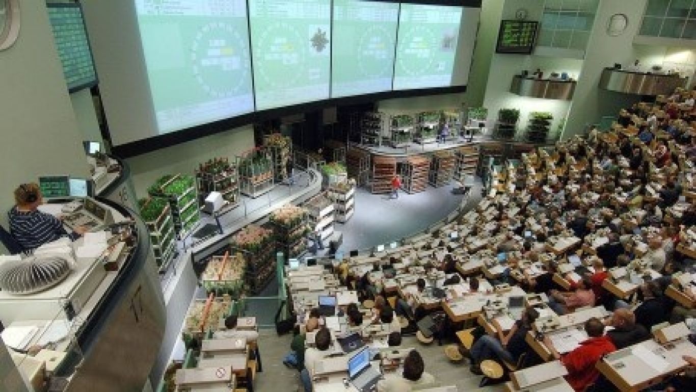 Royal Flora Holland Veilen Aalsmeer Plantenafmijnzaal G FHM1503 P4 5 Tribune G kopie