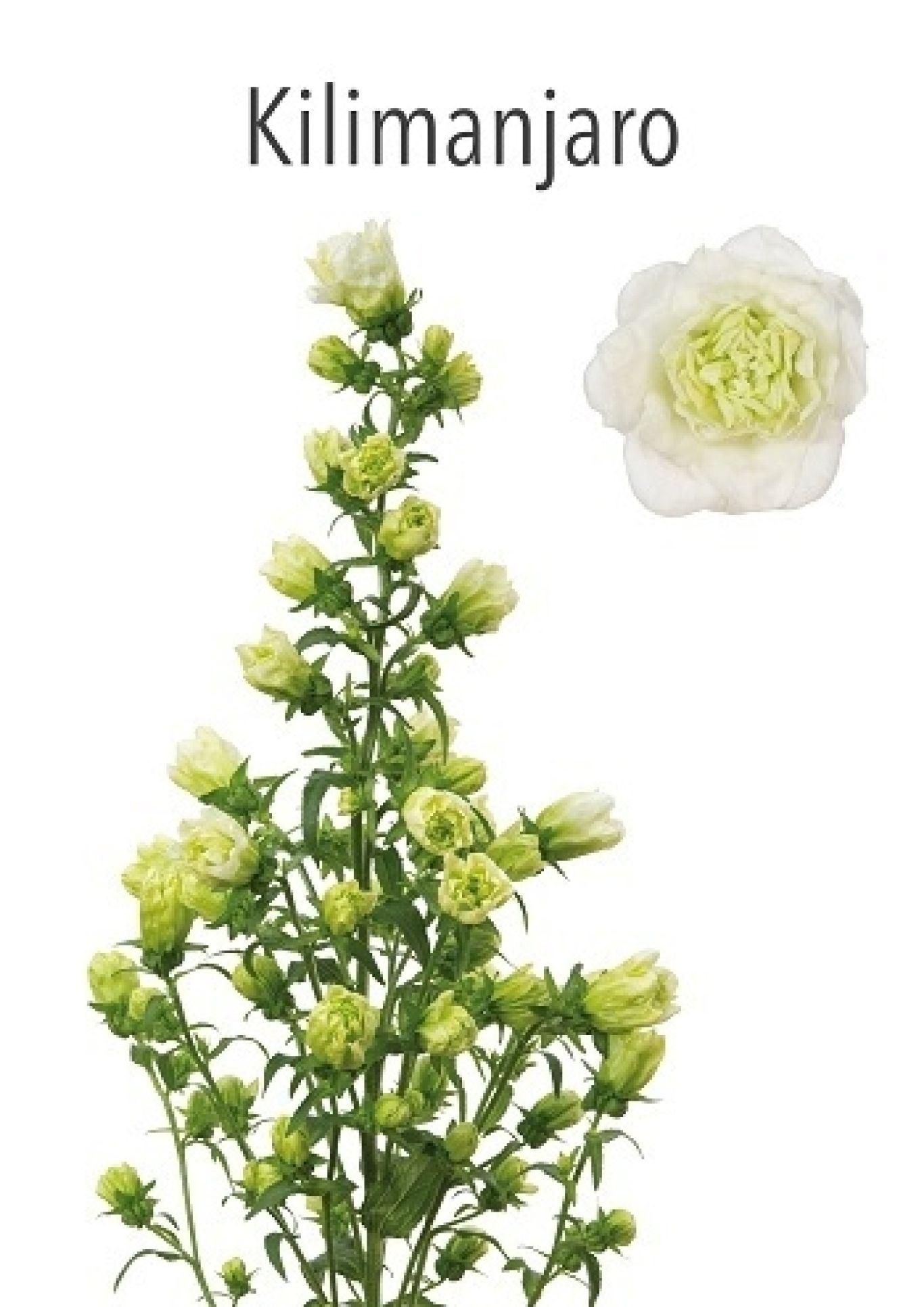 S2 Campanula Kilimanjaro 350