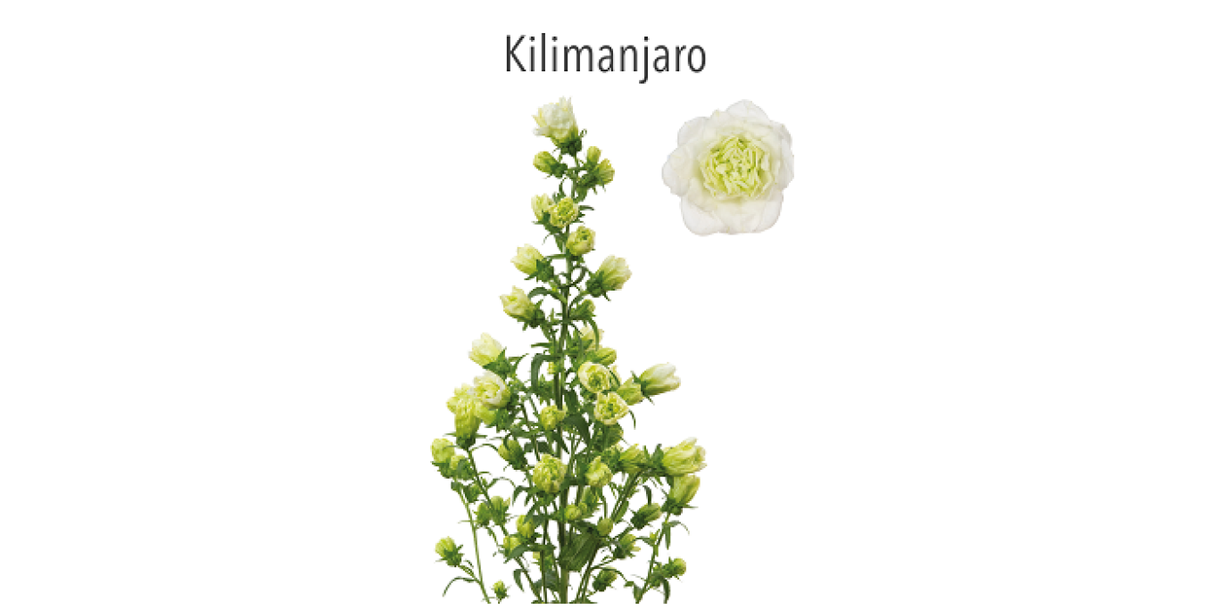 S2 Campanula Kilimanjaro klein