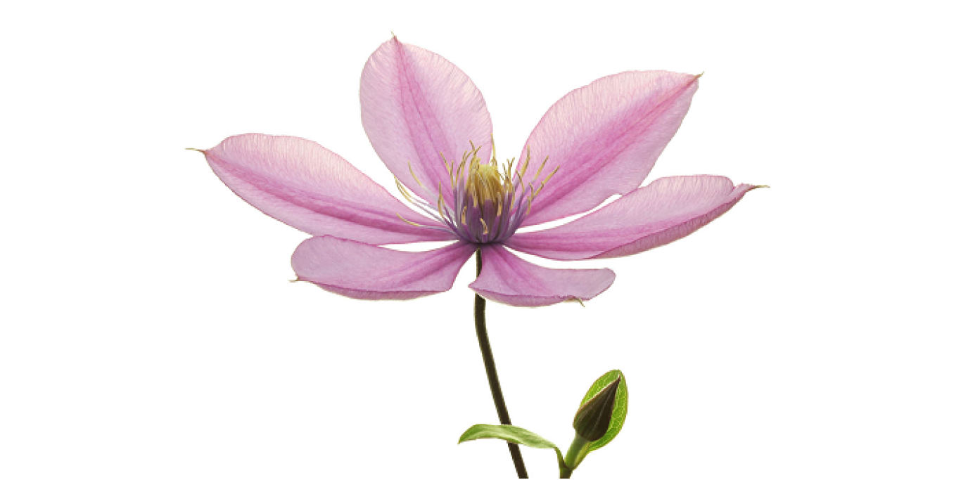 S25 Clematis Amazing Tokyo klein