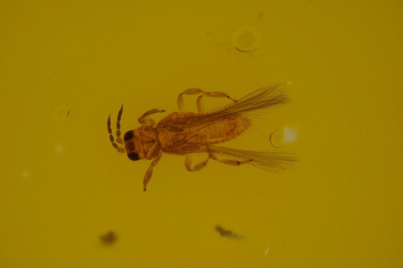 Scirtothrips